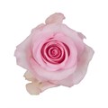 Роза-Rosa-Nena-50cm--IS 27025968-4b33-11ef-0a80-0f970025abc0