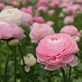 Ранункулус-Ranunculus-Amandine Pink Pastel-40cm-MR 03c850eb-d9a6-11ef-0a80-10c90010bc8b
