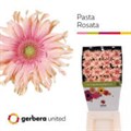 Гербера-Gerbera-D Pasta Rosata-55cm 270af14c-676a-11ef-0a80-04d0004a97f2