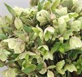 Хеллеборус-Helleborus-Magnificent Bel-45cm 2713796a-676a-11ef-0a80-04d0004a980b