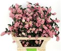 Снежноягодник-Symphoricarpos-Mag Pride-70cm 2721a315-4a67-11ee-0a80-0dcd00370ac1