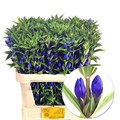 Гентиана-Gentiana-Blue Sky--70cm 27241c03-04f7-11ee-0a80-07bd0011fe2d