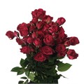 Роза куст-Rosa tr-Vine Storm-50 cm 03cd909d-97de-11ee-0a80-0834002ee796