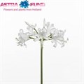 Нерине-Nerine-Bo Bianca Perla-65cm 272f1a14-676a-11ef-0a80-04d0004a9816