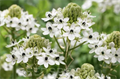 Орнитогалум-Ornithogalum-Saundersiae-80cm 2739359b-676a-11ef-0a80-04d0004a9819