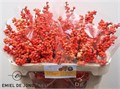 Илекс-IlexVe Oudij Orange-70cm 03cd9bcc-5376-11ed-0a80-0b7900380a2f