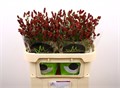 Кровохлёбка лекарственная-Sanguisorba officinalis-Red Dream-70cm 2748f8dd-04f7-11ee-0a80-07bd0011fe33