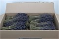 Лаванда-Lavendel-45cm-100gr 274c30f2-d0fb-11ec-0a80-0f1d00905421