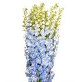 Дельфиниум-Delphinium-Summer Skyes-60cm-IS 277201aa-44dc-11ef-0a80-04340021b102