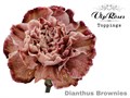 Гвоздика ст-Dianthus St-Brownies-60cm 03d8988c-bfa4-11ec-0a80-0b4c00068d6e