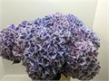 Гортензия-Hydrangea-M Sunsation Pa--80cm 2788b561-1896-11ed-0a80-0116000a2a51