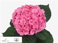 Гортензия-Hydrangea-Adora Pink-80cm 278cf635-676a-11ef-0a80-04d0004a9873