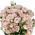 Роза куст-Rosa sp-Innocential in Caramel-50cm-CN 2790ca03-75b6-11ef-0a80-10ba002f8adc