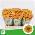 Хризантема сант-Chrysant sant-Rossi Orange-55cm-110gr 27a43992-d0fb-11ec-0a80-0f1d00905424