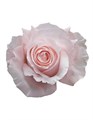 Роза-Rosa-Pomarosa-50cm--IS 03ddffcb-0727-11f0-0a80-0bb200078bc9