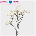 Лимониум-Limonium-S White Birds-70cm-30gr 27ac1ebc-676a-11ef-0a80-04d0004a9885