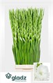 Гладиолус Gr-Gladiolus Gr-Nova Zembla Ex-120cm 27b10e3c-676a-11ef-0a80-04d0004a9888