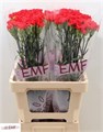 Гвоздика ст-Dianthus st-Grand Slam-60cm 27b4dafb-4a67-11ee-0a80-0dcd00370ad0
