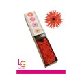 Гербера-Gerbera-Germini Spider Punki Kiko Doos-50cm 27c04a95-d0fb-11ec-0a80-0f1d00905430