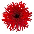 Гербера-Gerbera-Germini Spider Larsson Doos-45cm 27c97863-d0fb-11ec-0a80-0f1d00905433