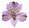 Альстромерия-Alstroemeria-Galaxy-60cm-QA/ 27dae25d-6f81-11ee-0a80-0c490016a8e9