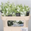 Лизиантус G-Lisianthus G-En Botanic White-75cm 27ddd433-676a-11ef-0a80-04d0004a989a