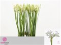 Нерине-Nerine-Like A Virgin-75cm 03e592e1-5376-11ed-0a80-0b7900380a32