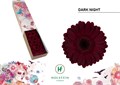 Гербера-Gerbera-Mi Dark Night Doos X60-45cm 002ae6ab-7f55-11f0-0a80-16d3001bd01b