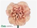 Гвоздика SE-Dianthus SE-Lady Dayana--FC 27ea11a2-b5de-11ee-0a80-0ff3002178dc