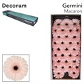 Гербера-Gerbera-Mi Macaron Doos-45cm 27ec52dd-bfa4-11ec-0a80-0b4c0006ae75