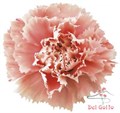 Гвоздика ст-Dianthus st-Cappuccino-70cm 27fd2ed3-d0fb-11ec-0a80-0f1d00905441