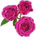 Роза куст-Rosa sp-Classic Sensation-60cm-Ks 28065f55-e538-11ed-0a80-00cb000191aa