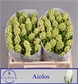Гиацинт-Hyacinthus-Aiolos-30cm 280bd3ef-bfa4-11ec-0a80-0b4c0006ae99
