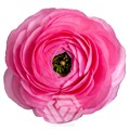 Ранункулус-Ranunculus-Elegance Rosa-60cm-TA 280e6ce9-82bd-11f0-0a80-15b20029498a