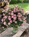 Роза куст-Rosa sp-Impressionist-50cm-RS 28193f69-dc4c-11ee-0a80-08d50006029f