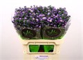Астра-Aster-Teeny Tiny Blue-80cm-30gr 28236ee6-204b-11f0-0a80-11da0056f937
