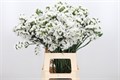Лимониум-Limonium-Wh Starl Wings-80cm-80gr 282beebd-d0fb-11ec-0a80-0f1d00905447
