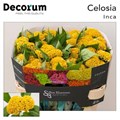 Целозия-Celosia-C Reprise Gold-72cm 2831cc45-204b-11f0-0a80-11da0056f93b