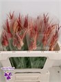 Фритилярия-Fritillaria-Ov-50cm 283e8a73-204b-11f0-0a80-11da0056f93e