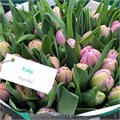 Тюльпан-Tulip-Du Katinka-34cm-38gr 284923f1-d0fb-11ec-0a80-0f1d00905453