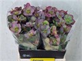 Хеллеборус-Helleborus-Frk Dana Dulcet-45cm 284a892f-204b-11f0-0a80-11da0056f943