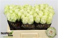 Роза-Rosa-Gr Adalonia-50cm 28535da1-d0fb-11ec-0a80-0f1d00905458