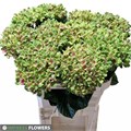 Гортензия-Hydrangea-M Mag Coral-80cm 285c3964-204b-11f0-0a80-11da0056f946