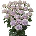 Роза куст-Rosa tr-Silver Shadow-60cm 2867052f-d0fb-11ec-0a80-0f1d00905475