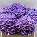 Гортензия-Hydrangea-M My Riviera Cl-60cm 286eca80-d0fb-11ec-0a80-0f1d00905478