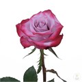 Роза-Rosa-Deep Purple-50cm-JR 28795016-bfa9-11ec-0a80-0b4c000b2980
