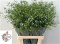 Нигелла-Nigela-Bucharica-70cm 287f1d47-204b-11f0-0a80-11da0056f94a