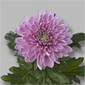 Хризантема одн-Chrysant Gr-Rossano Dark-85cm-130gr 2881ffb3-ab3d-11f0-0a80-157e000bf707