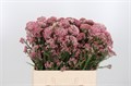Озотамнус-Ozothamnus-Pink Panther-60cm 28853330-ab3d-11f0-0a80-157e000bf70a