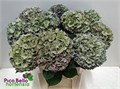 Гортензия-Hydrangea-M Ch Rodeo Cl-//80cm 28885334-962b-11f0-0a80-0df4001b2ef3